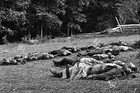 New 5x7 Civil War Photo: Gathered for Burial Near Rose Woods at Gettysburg