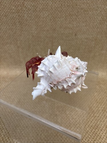Pink Art Glass Sea-Life Sculpture Hermit Crab Genuine Murex Shell 4” Beach - Picture 4 of 9