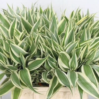 BUY 2 GET 1 FREE* Sanderiana Variegated Dracaena Terrarium Plant House  Plants  | eBay