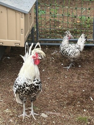 (6) Appenzeller  Spitzhauben  Fertile Hatching Eggs Silver Spangled