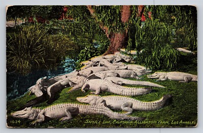 Los Angeles CA California Alligator Farm Sample Line Old Vintage Postcard Benham