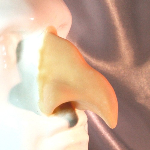 Item image in Prosthetic Noses