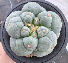 Sale Rare Cacti L F WYSIWYG Self Rooted Boutique Garden Decor Dia 6.6cm