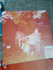 Vtg Photo Lot Dogs And Animals 25 Photos Dachshund, Golden, Cats , Beagle  — photo 8