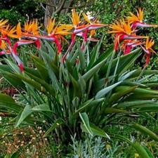 Orange Bird of Paradise Strelitzia Reginae ROOTED PLANT 10-12 inches Tall