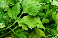 Herb - Coriander - Leisure - 1000 seeds