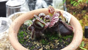 genuine-Eden-Black-cephalotus-follicularis-clone-very-rare-carnivorous-plant