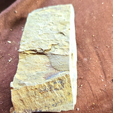 P83 Unidentified Fossil Specimen in Rock Matrix Slab (Fossil Fragment in Matrix)