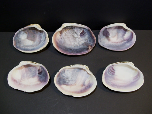 Clam Shell LOT, (6) Top Neck, Medium size crafts Decor Art Decoupage Epoxy