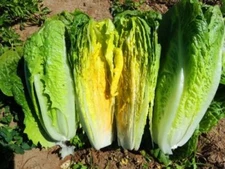 1000 PARRIS ISLAND COS LETTUCE SEEDS ~ heirloomseedguy ~ 2026 ~ NON-GMO
