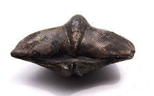 Spirifer, Brachiopode, Devon, Ardennen/Belgien, ca. 390 Mio. Jahre, 6,8 cm