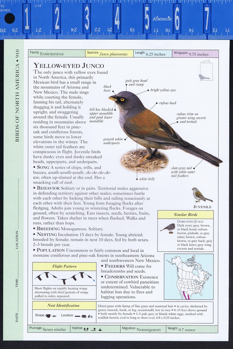 Yellow- & Dark-Eyed JUNCO -- Scientific Bird Reference Print | eBay