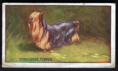 MURRAY - ARTEN VON HUNDEN - #19 YORKSHIRE TERRIER