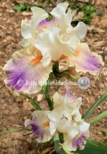 Carnival Of Color ~ Tall Bearded 38" Dramatic Flared Falls (1) Iris Rhizome