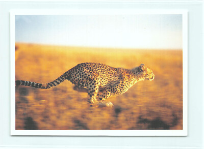1 AK Postkarte ''Unter Geparden'' 7 Gepard Cheetah Raubtier Raubkatze m