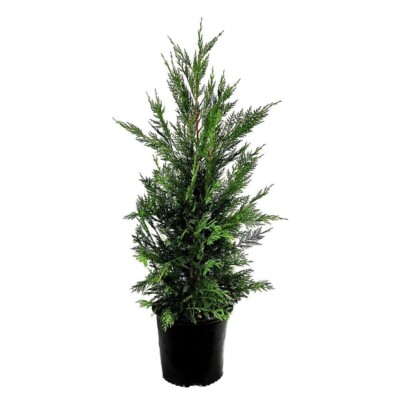 2.25 Gal. Leyland Cypress Evergreen Live Tree