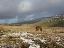 Photo 6x4 Wild horse on Cefn yr Henriw The summit of Corn Du can be seen  c2015