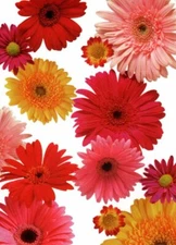 Pink & Yellow Daisy Flower Daisies Flowers Blank DaySpring Note Cards - Set of 8