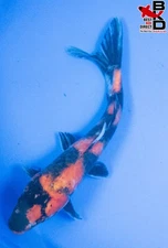 12" SHOWA Live Koi Fish Garden Pond 9/27