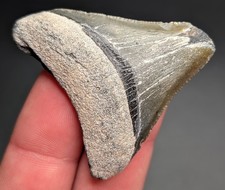 Grey and Green Posterion Megalodon Shark Tooth BV Florida Quality Fossil