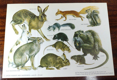 Mammals Society Print 2 larger rodents and lagomorphs by B.L.Driscoll