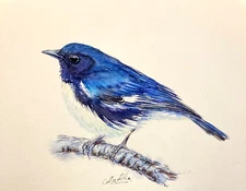 Bird Black throated Blue Warbler Original Watercolor Painting