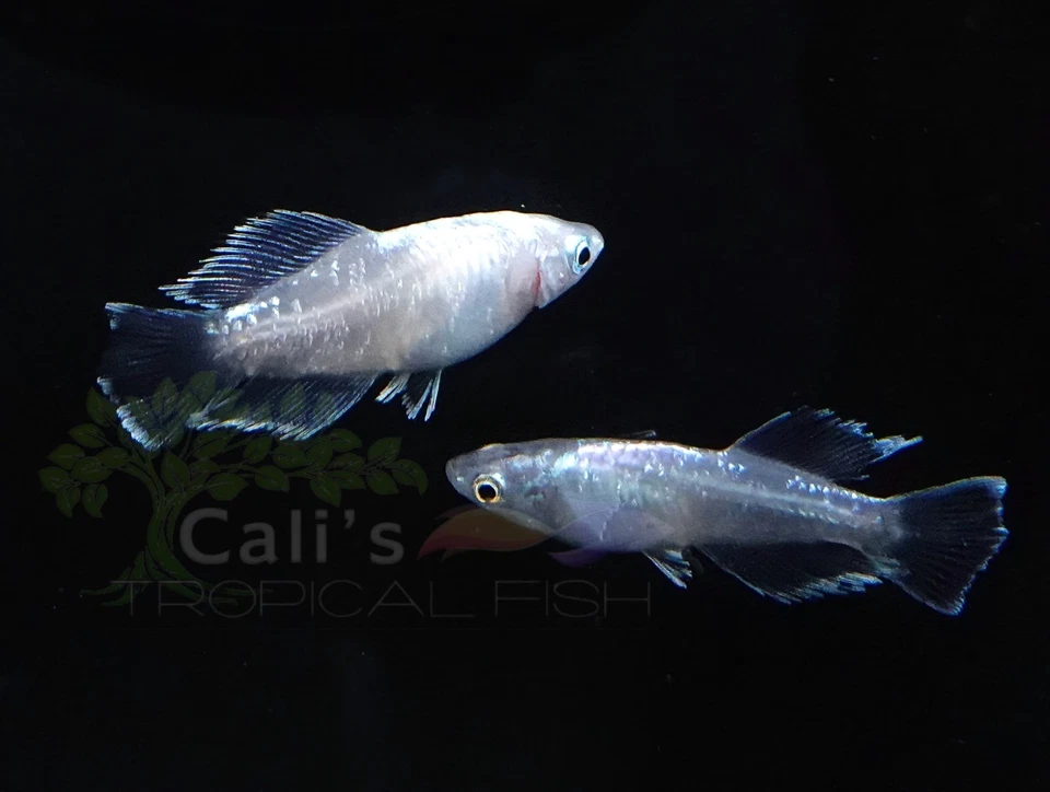 3+1 (FREE) White Galaxy Medaka- Freshwater Medaka Rice Fish - FREE SHIPPING - Image 4 of 4