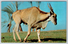 c1960s Addax Sahara Desert North Africa Vintage Postcard