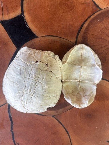 Real Tortoise Shell Carapace & Plastron Set Natural Turtle Shell Taxidermy Decor
