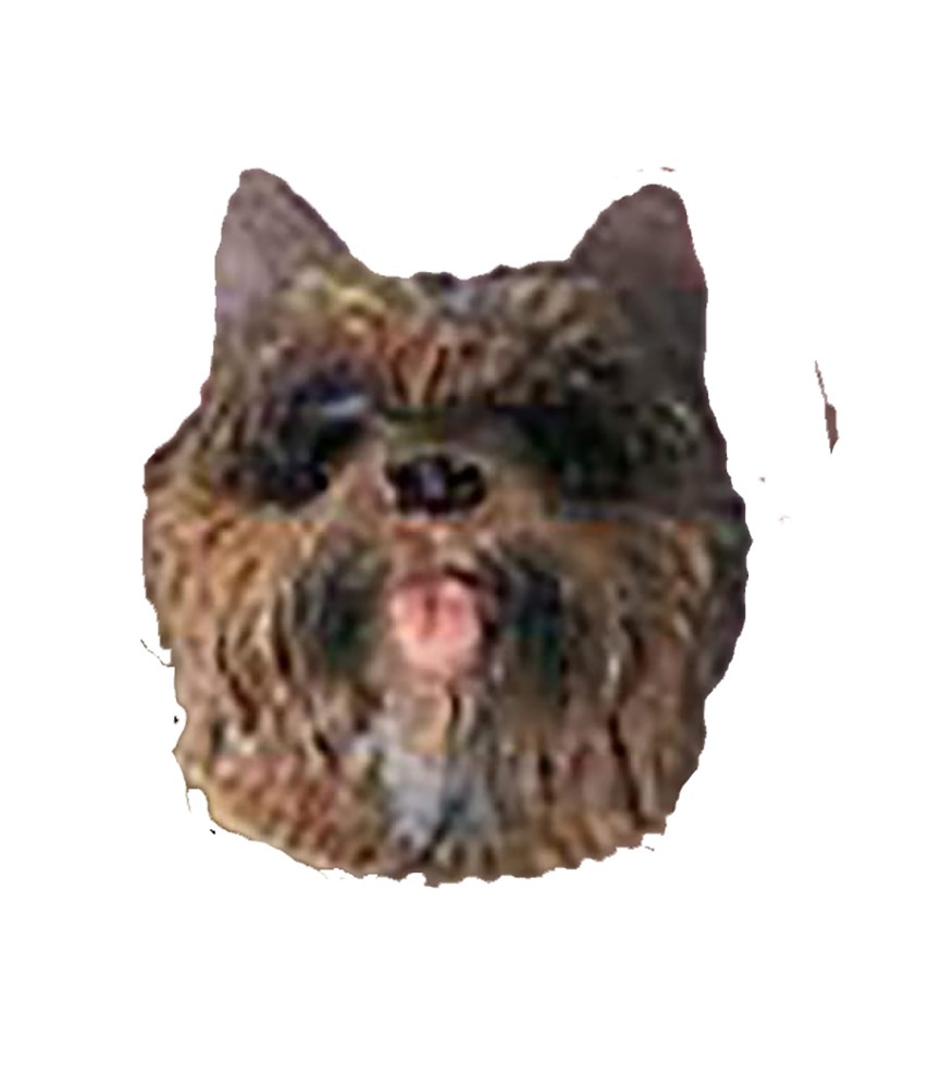 Темы для разговора Серьги с тигровым керн-терьером Post