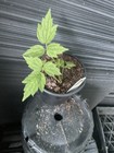 Western White Clematis — photo 1