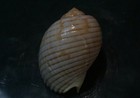 Picture 1 of 8
