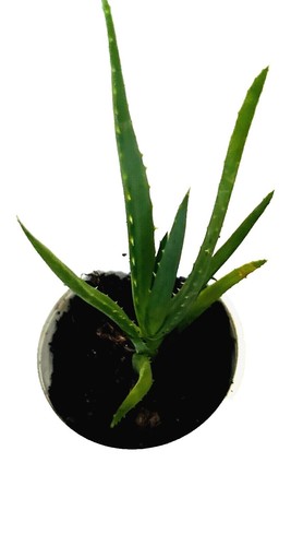 Medicinal Aloe Vera Barbadensis Miller 1 Live Edible Gel Plant 7-8" bare  root | eBay
