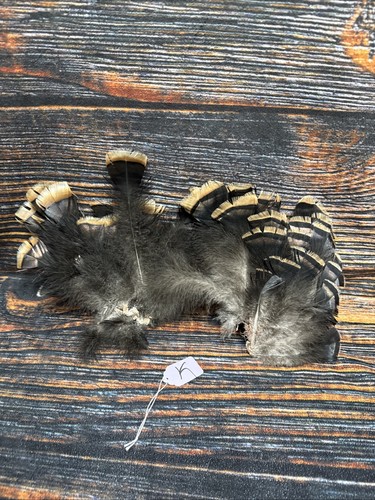 2 Mini Wild turkey Tail feathers plume art fan Bustle Fly Tying Craft Mount