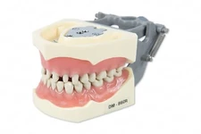 DENTAL TYPODONT MODEL 860 PREP TEETH MODEL FITS COLUMBIA BRAND REMOVABLE  TEETH