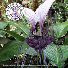 Rare Cat?s Head Plant Tacca Integrifolia  Perennial 4 seeds  UK SELLER