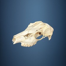 561SKU Teschio di daino, montaggio corna, palco diametro 30x40mm