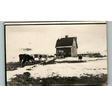1930s Cattle Grazing in Snowy Field with Barn Real Photo Postcard 6-30