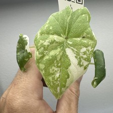 Alocasia Melo Albo Variegata Very rare variegated aroid plant ref 05AMA25