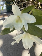 Dendrobium Nobile Spring Dream 'Apollon'