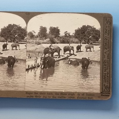 Indore Stereoview um 1900 Echtfoto Indien arbeitender Elefant Badezeit