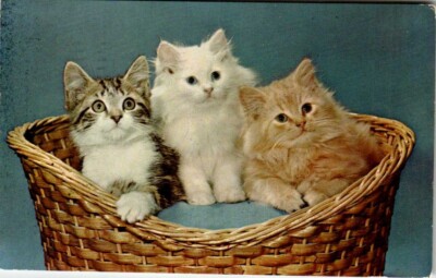 Chrome Postcard Three Cute Kittens Cats in Basket 1955?