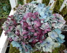 10 suszonych kwiatów hortensji Lt niebieski, zielony, kremowy, fioletowy ślub rzemieślniczy dom wiejski