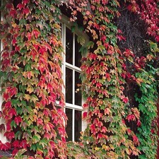 BOSTON IVY VIGOROUS SELF CLINGING VINE CREEPER 50 SEEDS PER