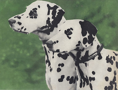 DALMATIANS DALMATIAN DOGS COLOR VINTAGE DOG PRINT 1935
