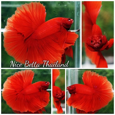 Betta fish Amaranth Red Sky Hawk OHM - By Nice Betta Thailand