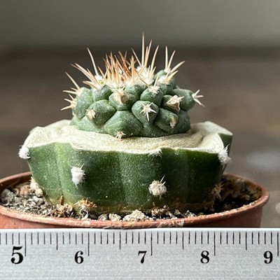 27-293 strombocactus corregidorae, VM974, Maconi, Queretaro, Mex, grafted