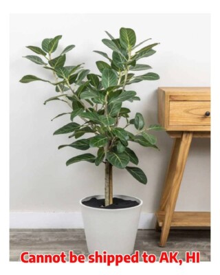 Ficus Audrey in Grower Pot Tree Form Houseplant Indoor Ficus Benghalensis