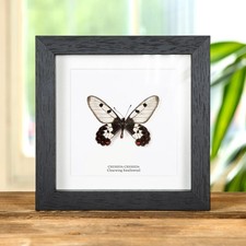 The Clearwing Swallowtail Butterfly in Box Frame (Cressida cressida)
