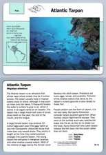 Atlantic Tarpon #34.13 Fish - Grolier Wildlife Adventure Card